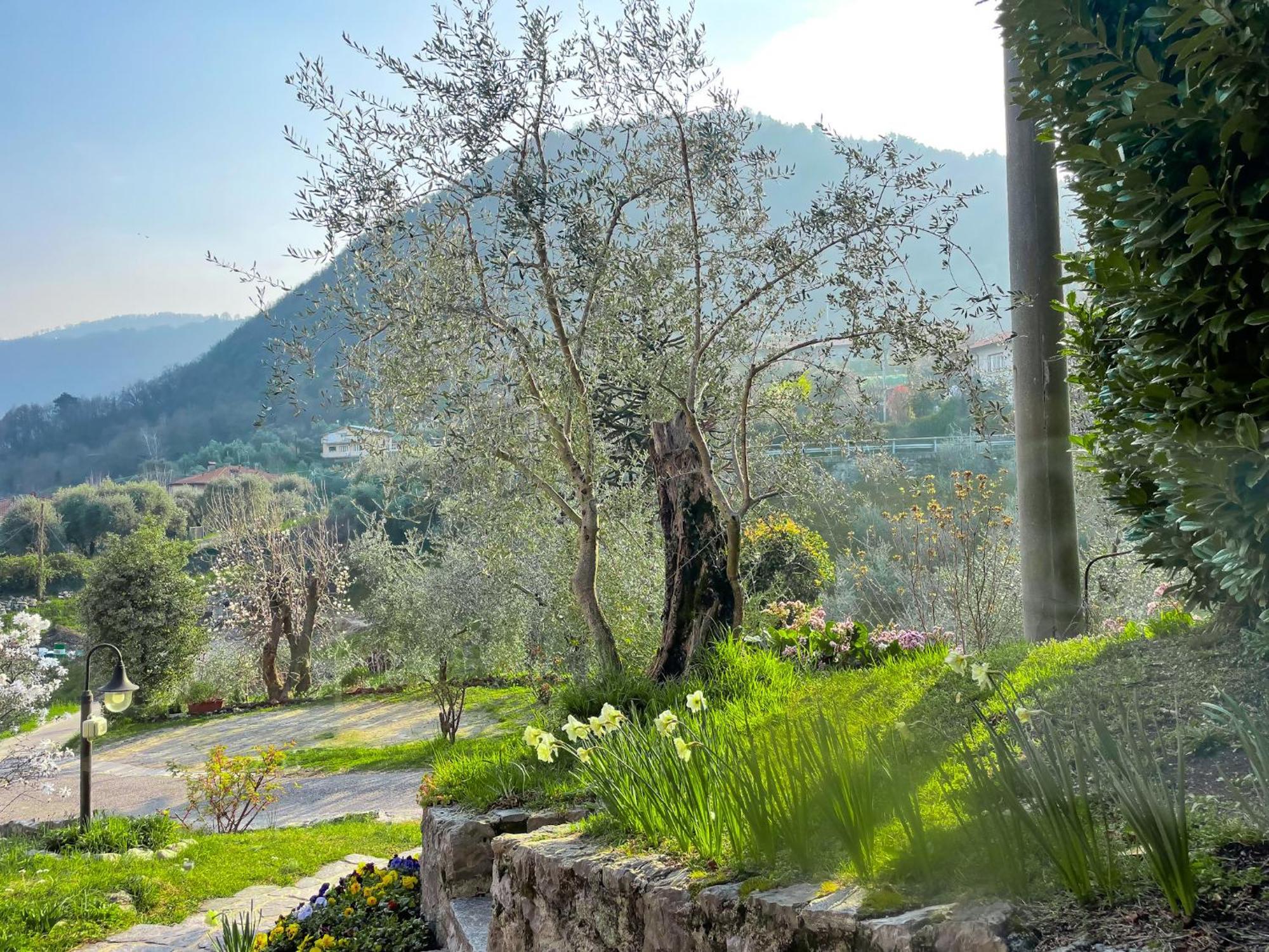 Breva Loft Tra Gli Ulivi Ed Il Lago Bellagio Exterior foto